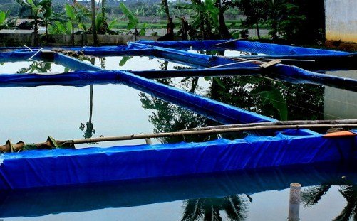 4 Penyebab Menurunnya Kualitas Air Kolam Budidaya